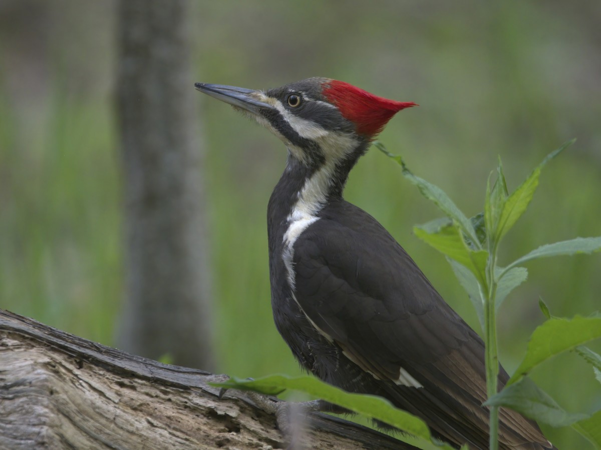 Pileated Woodpecker - Justin Kolakowski