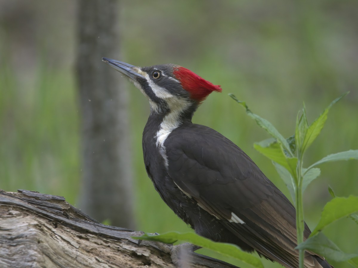 Pileated Woodpecker - ML618291454