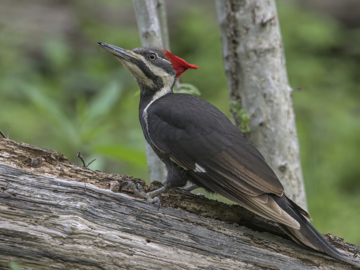 Pileated Woodpecker - ML618291461