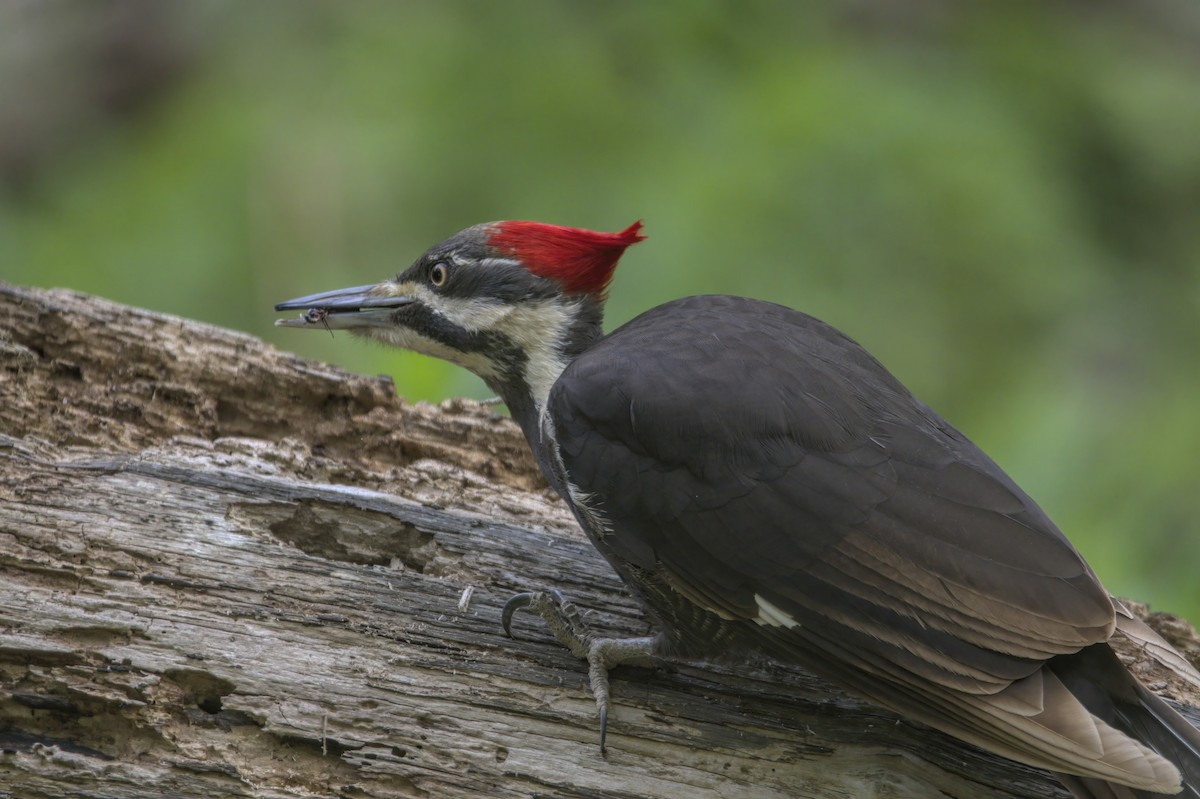 Pileated Woodpecker - ML618291464
