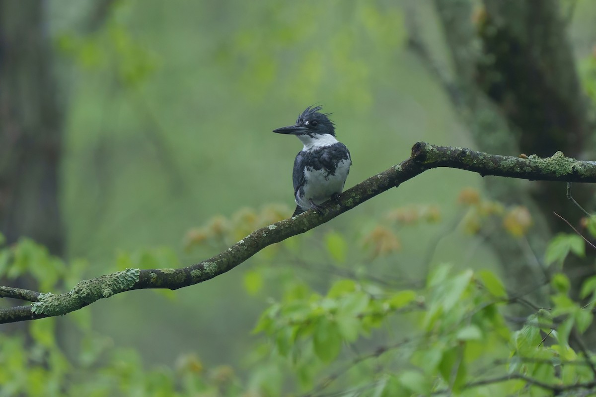 Belted Kingfisher - ML618291468