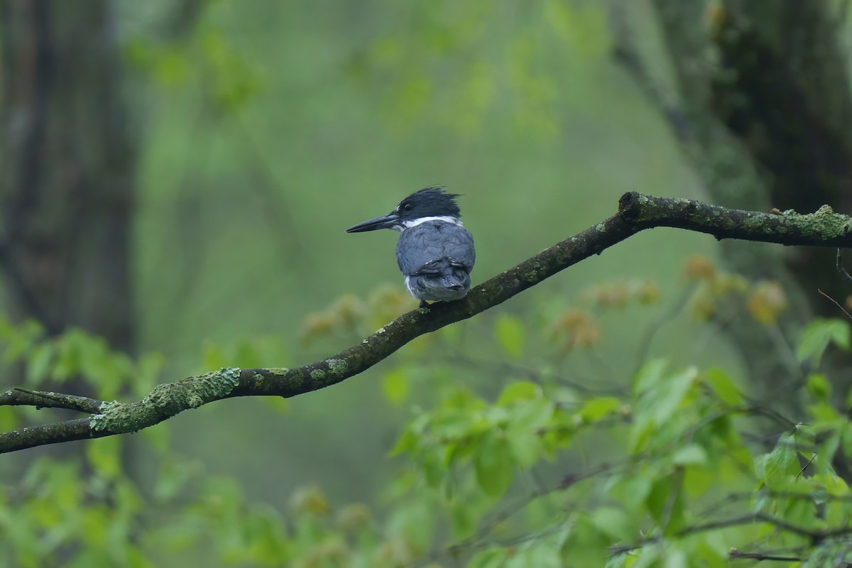 Belted Kingfisher - ML618291469