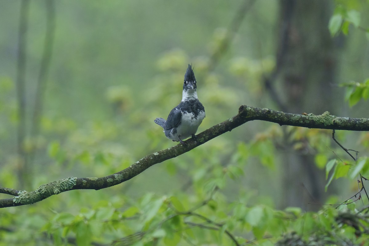 Belted Kingfisher - ML618291470