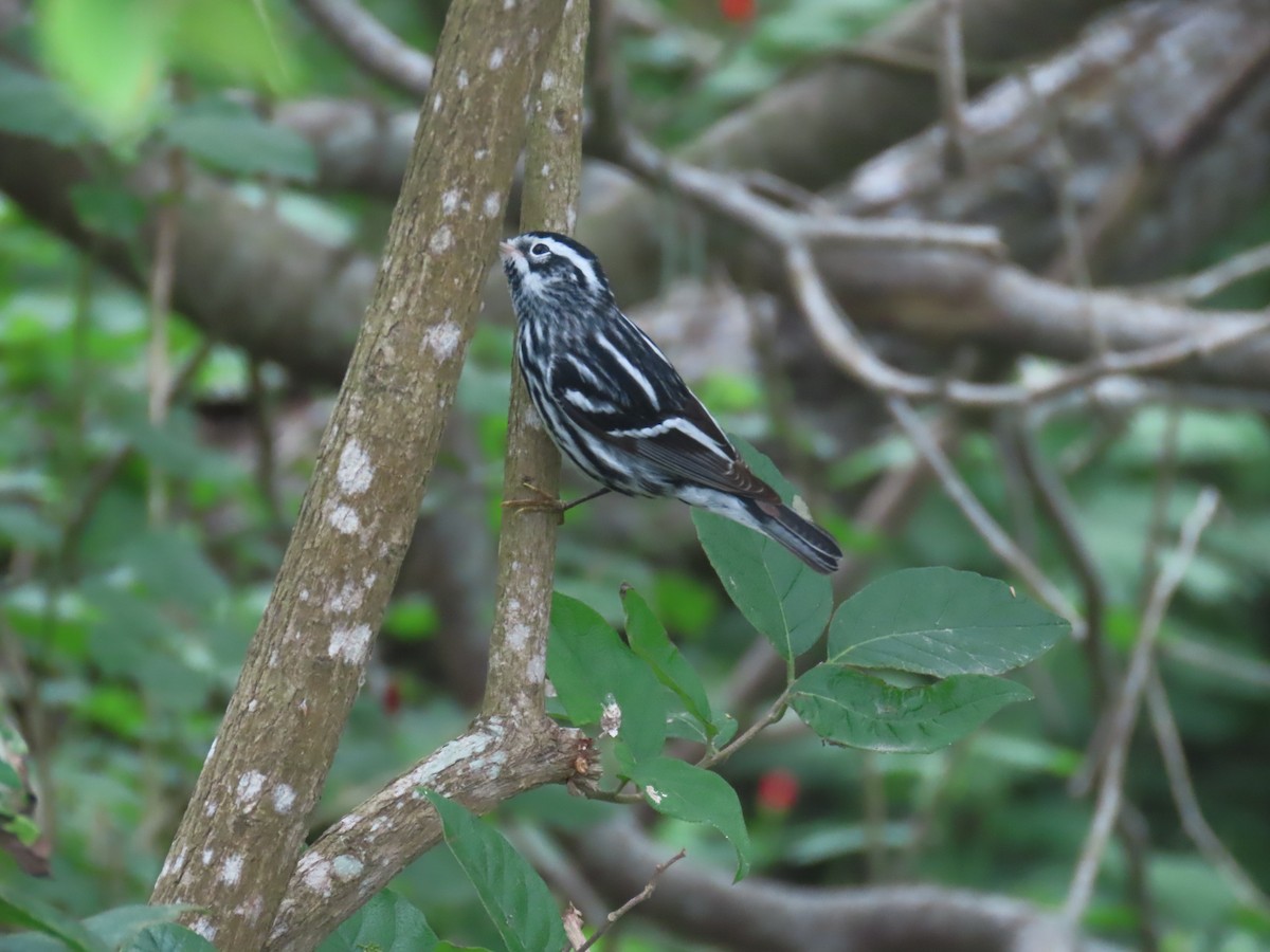 Black-and-white Warbler - ML618291499