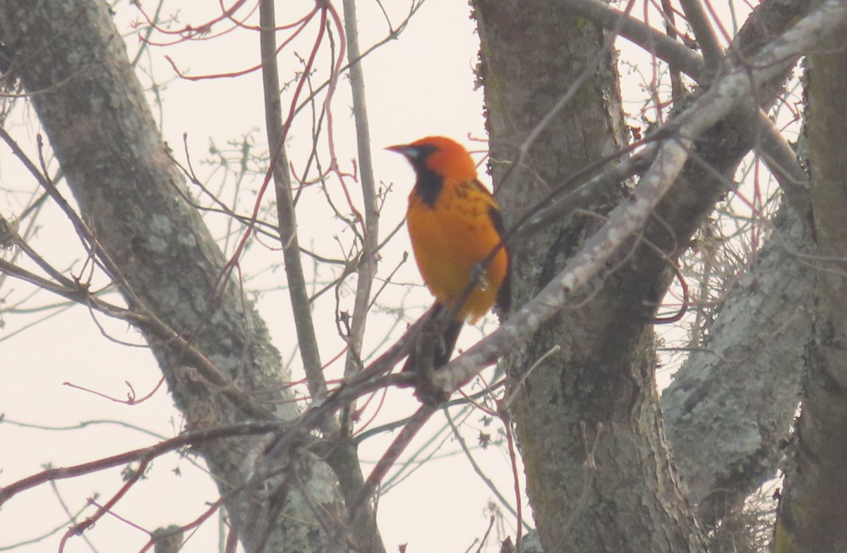 Spot-breasted Oriole - ML618291509