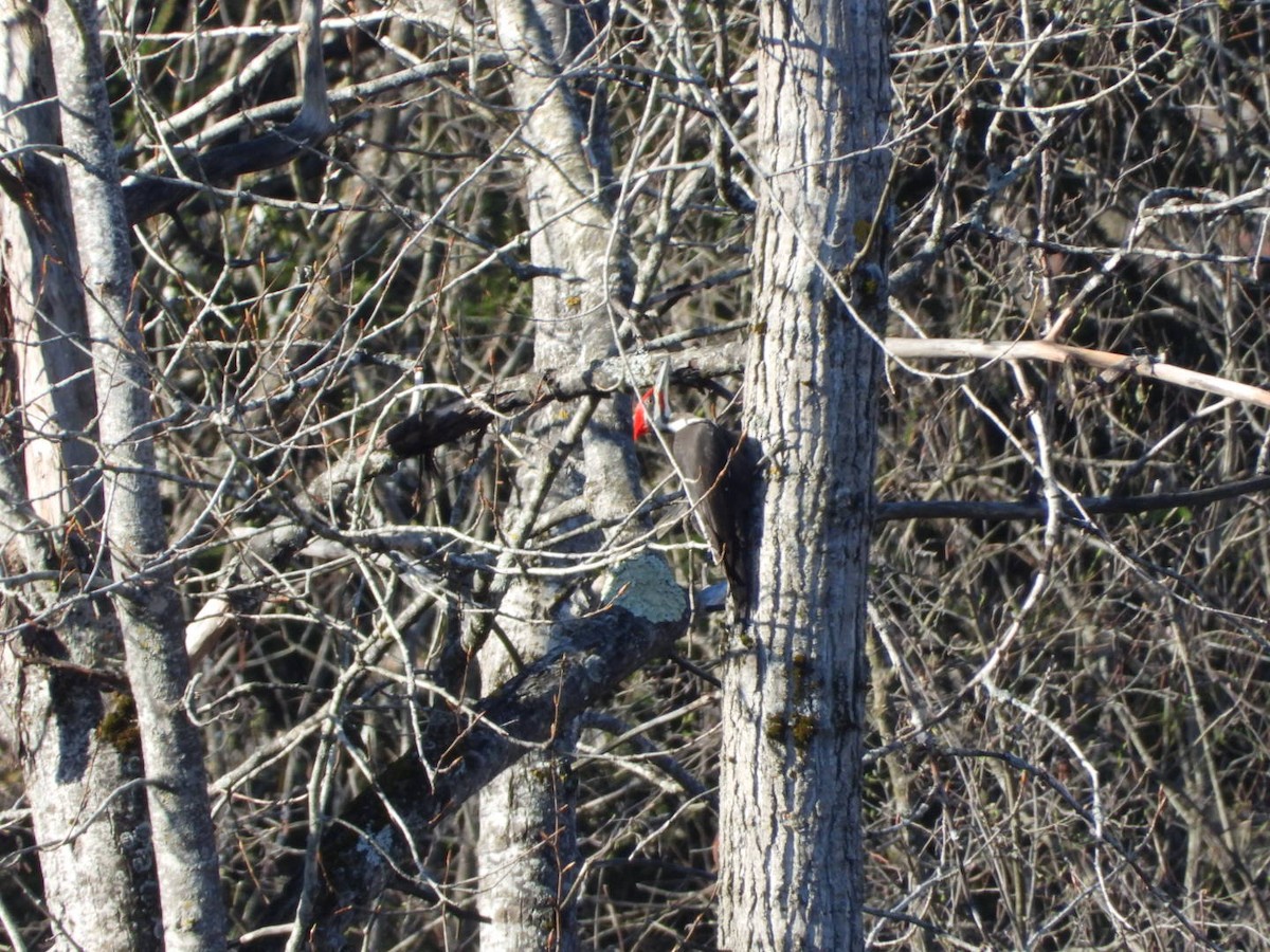 Pileated Woodpecker - ML618291530