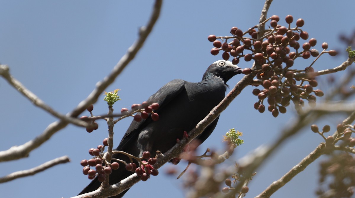 White-crowned Pigeon - ML618291564