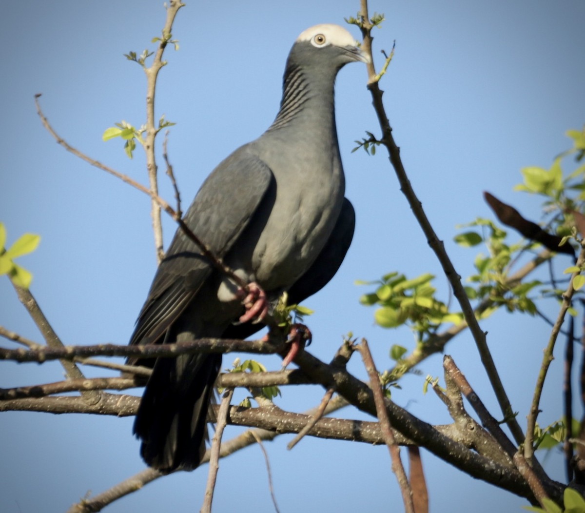 White-crowned Pigeon - ML618291565