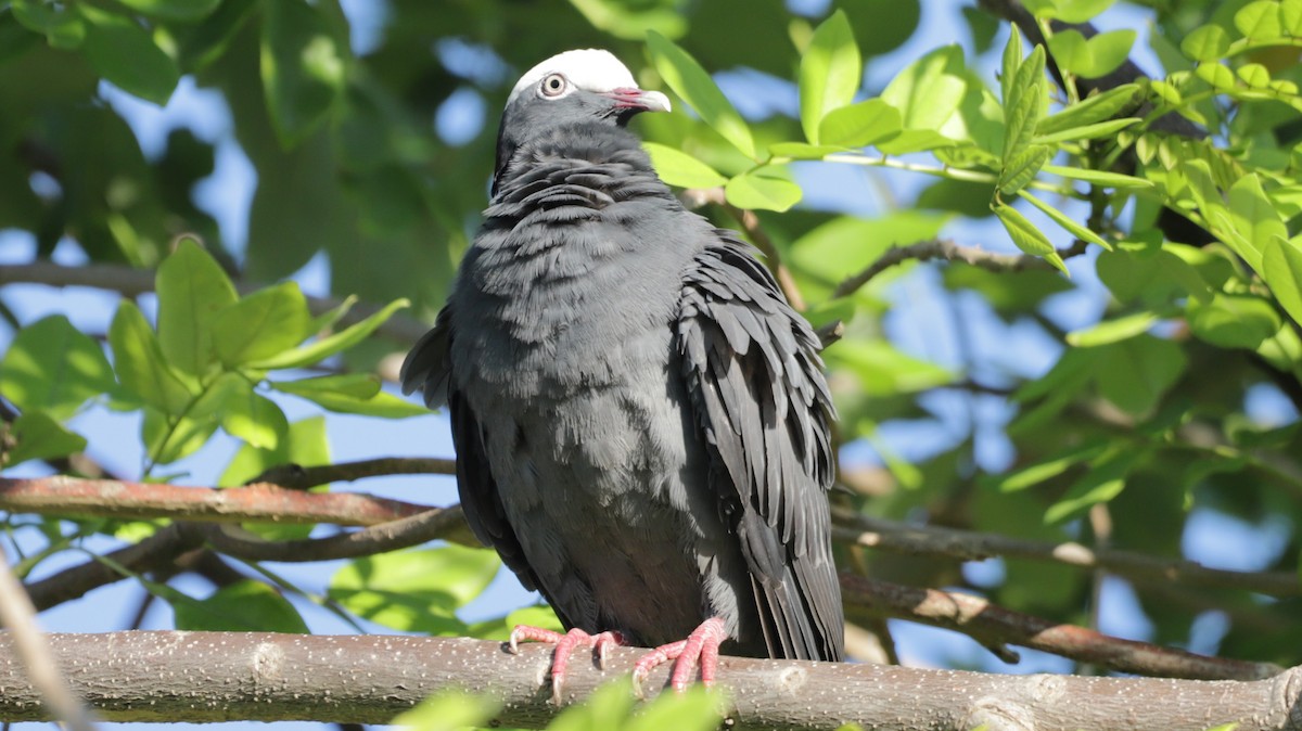 White-crowned Pigeon - ML618291566