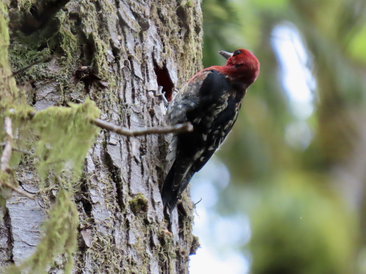 Red-breasted Sapsucker - ML618291608