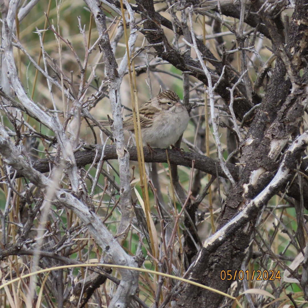 Brewer's Sparrow - Anonymous