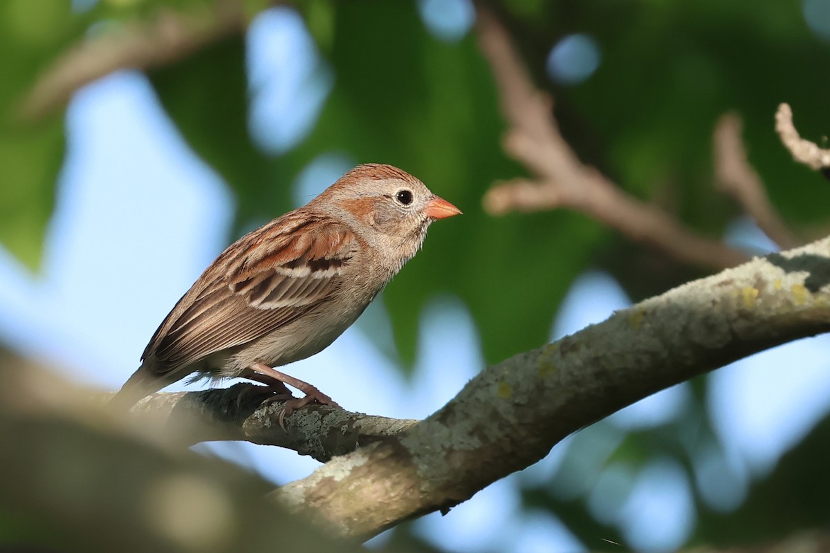 Field Sparrow - PJ Pulliam