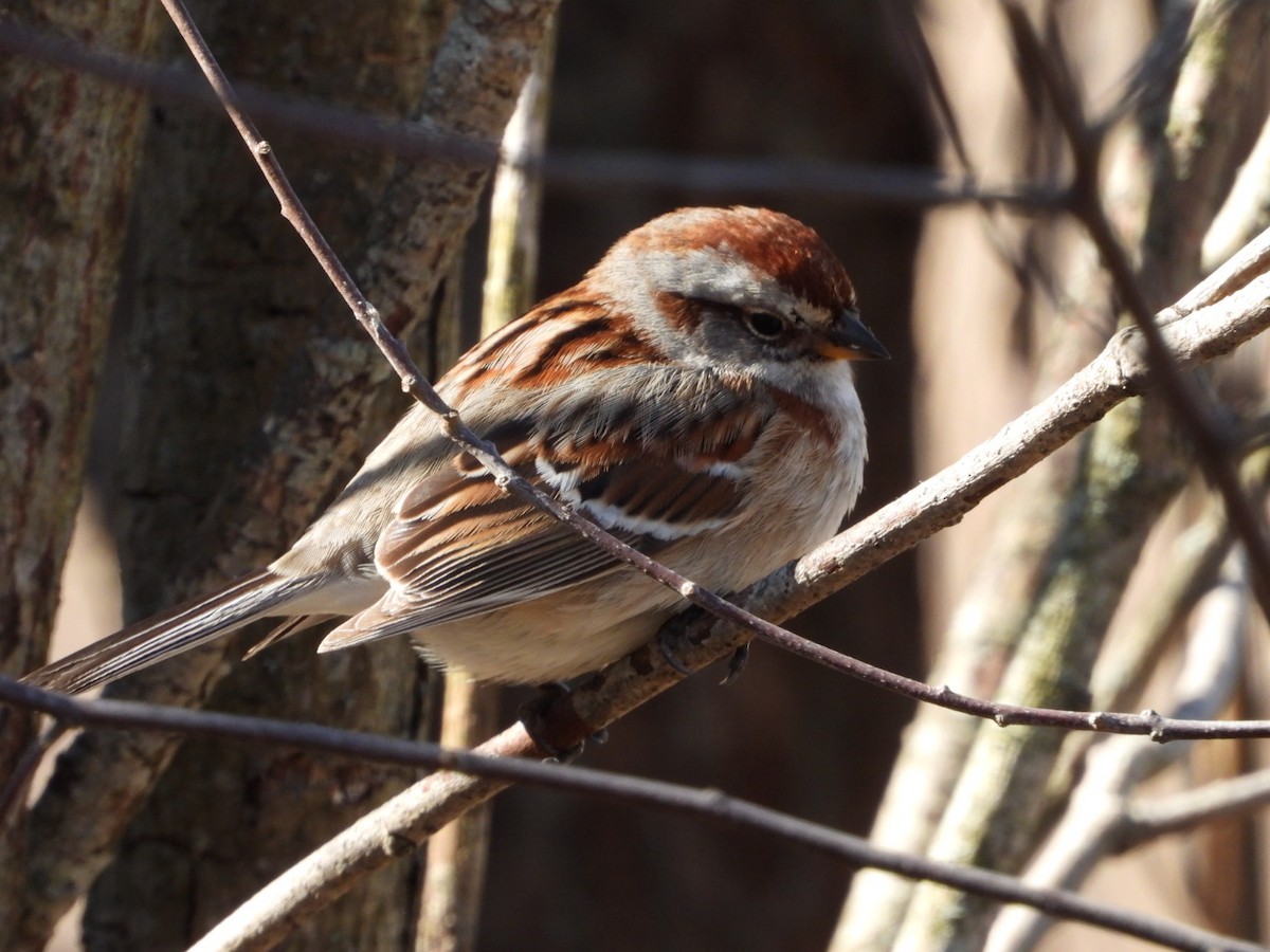 American Tree Sparrow - ML618291664