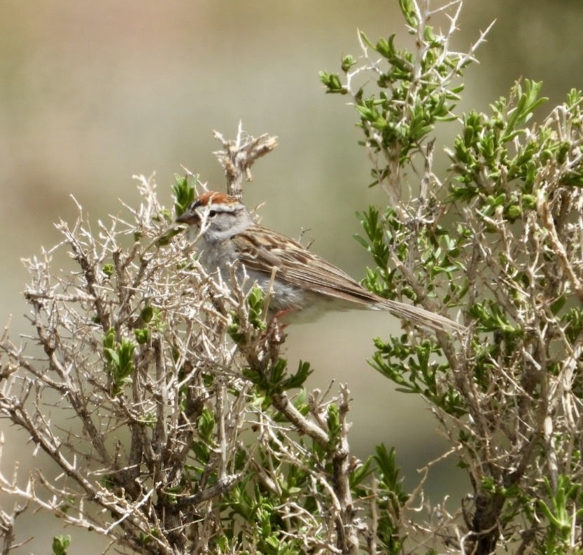 Chipping Sparrow - ML618291701