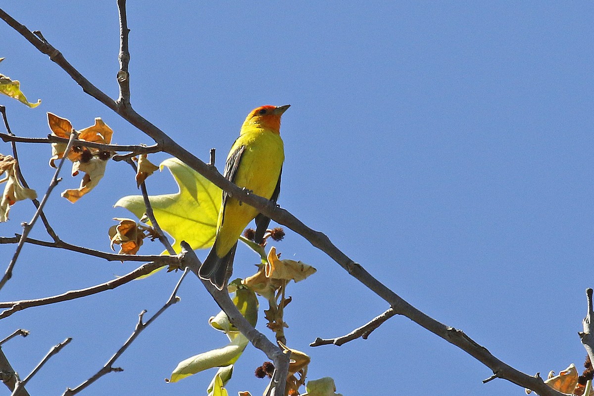 Western Tanager - ML618291742