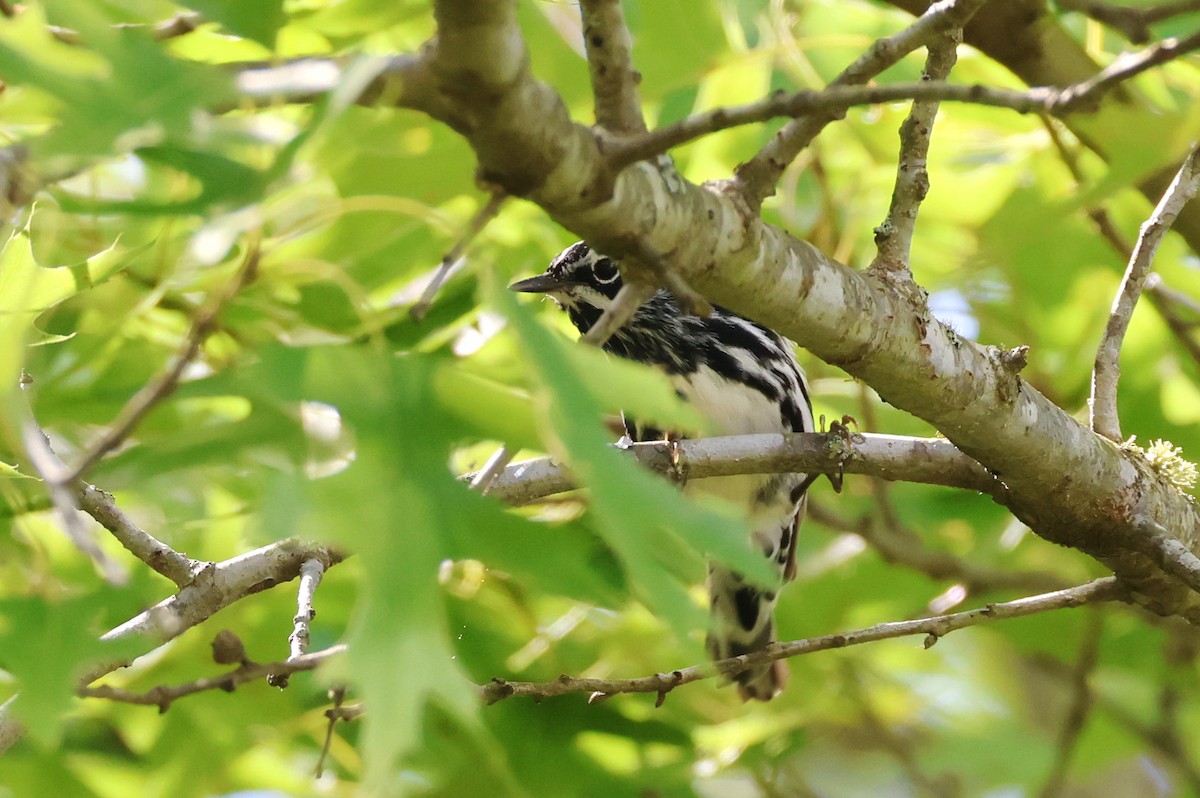 Black-and-white Warbler - ML618291757