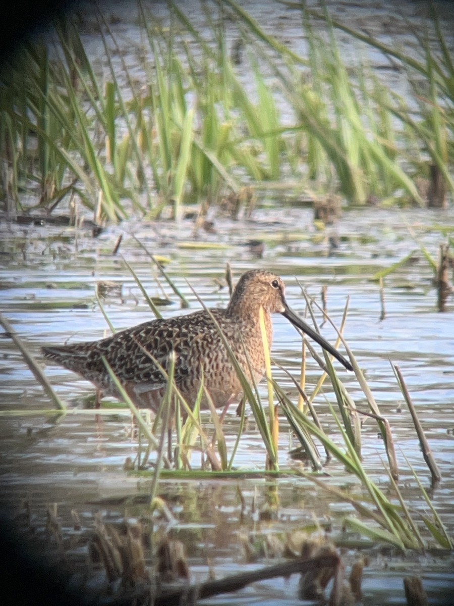 Long-billed Dowitcher - ML618291763