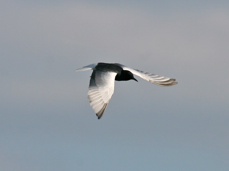 White-winged Tern - ML618291766