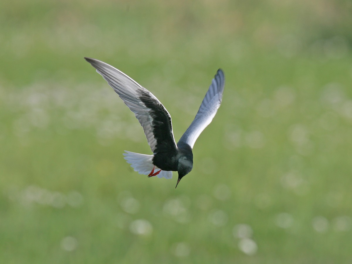 White-winged Tern - ML618291767