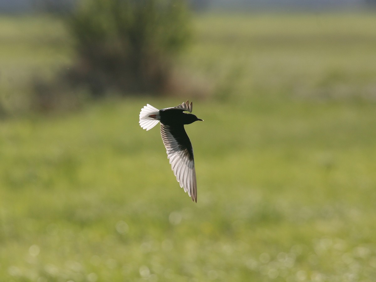 White-winged Tern - ML618291768
