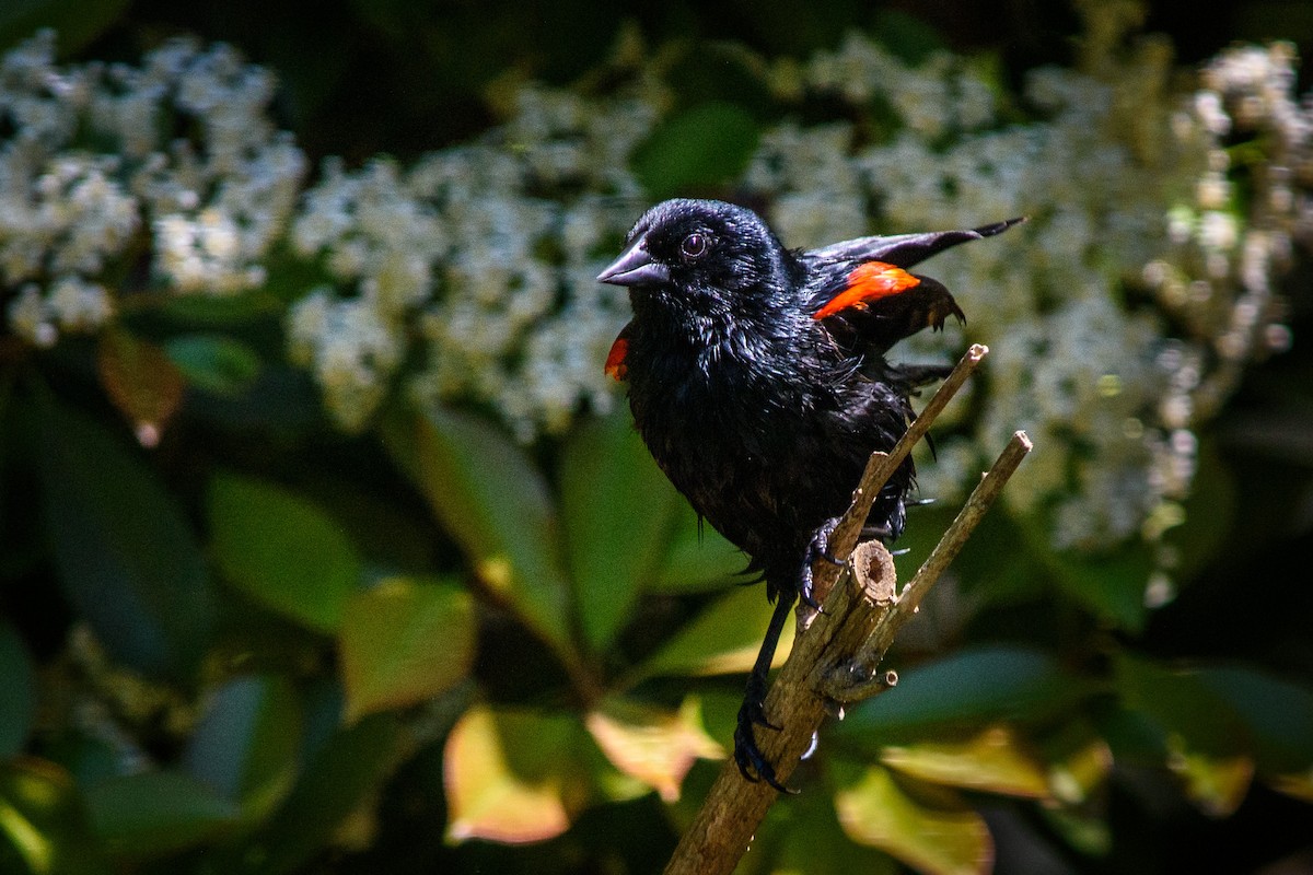 Red-winged Blackbird - Kelly Hutchinson