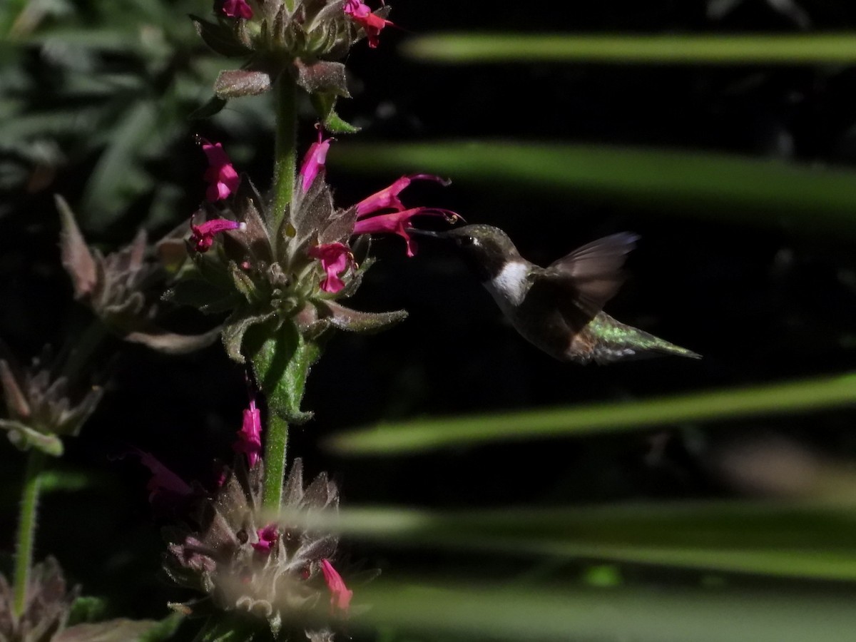 Black-chinned Hummingbird - ML618291790