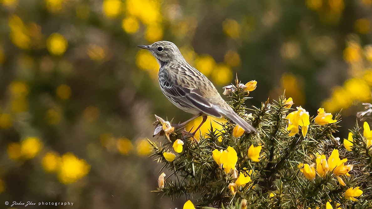 Meadow Pipit - ML618291830