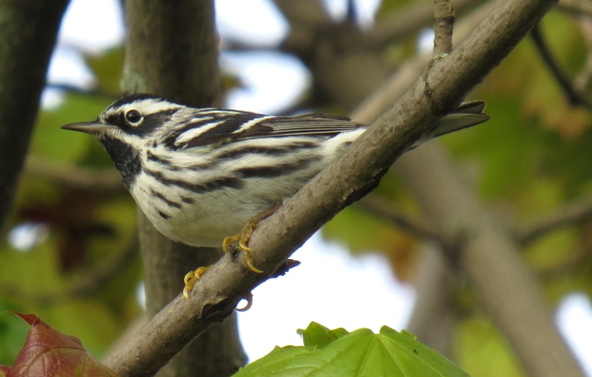 Black-and-white Warbler - ML618291846