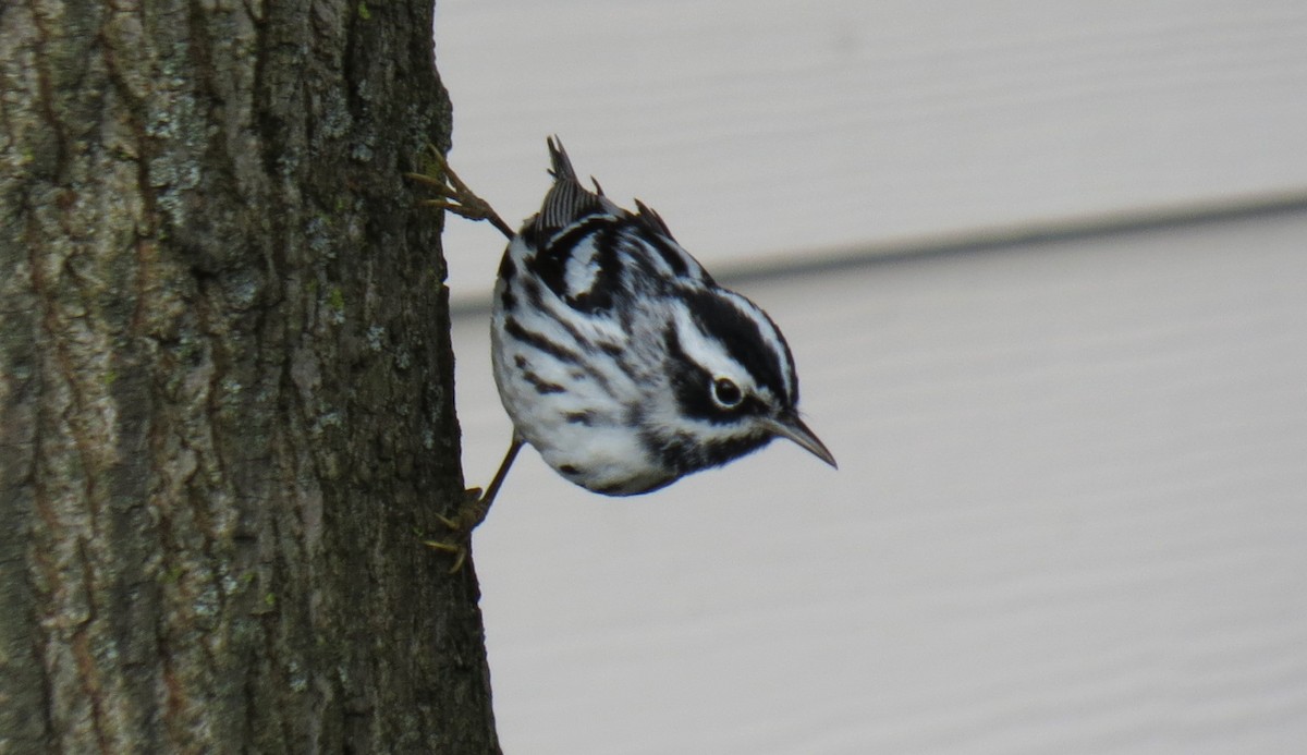 Black-and-white Warbler - ML618291847