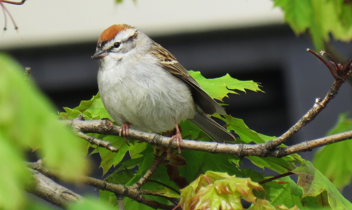 Chipping Sparrow - ML618291862