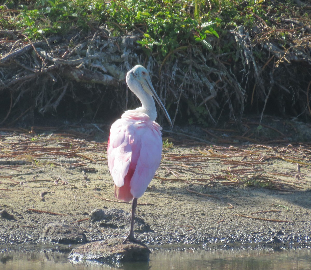Roseate Spoonbill - shirley franey