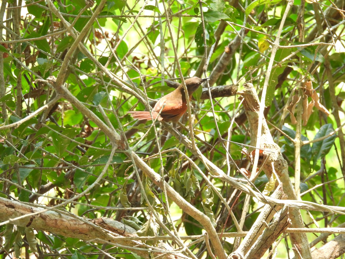 Rufous-breasted Spinetail - ML618291888