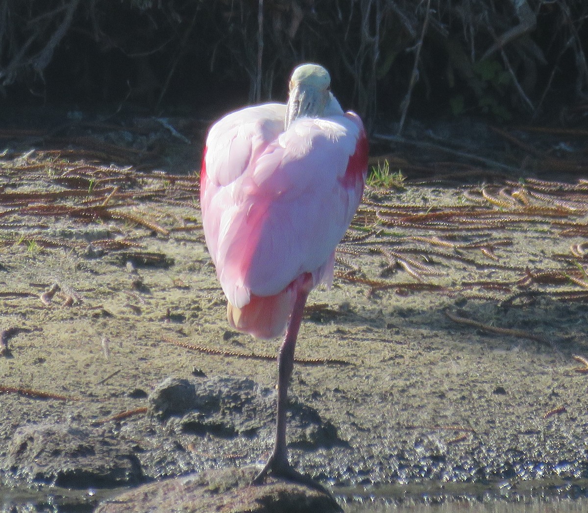 Roseate Spoonbill - shirley franey