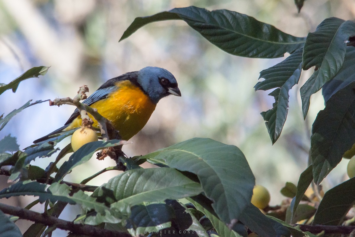 Blue-and-yellow Tanager - Javier González
