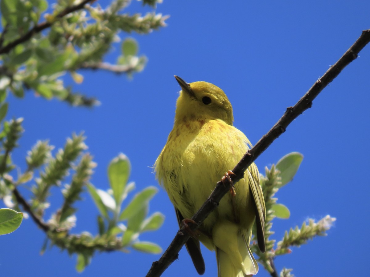 Yellow Warbler - George Gerdts
