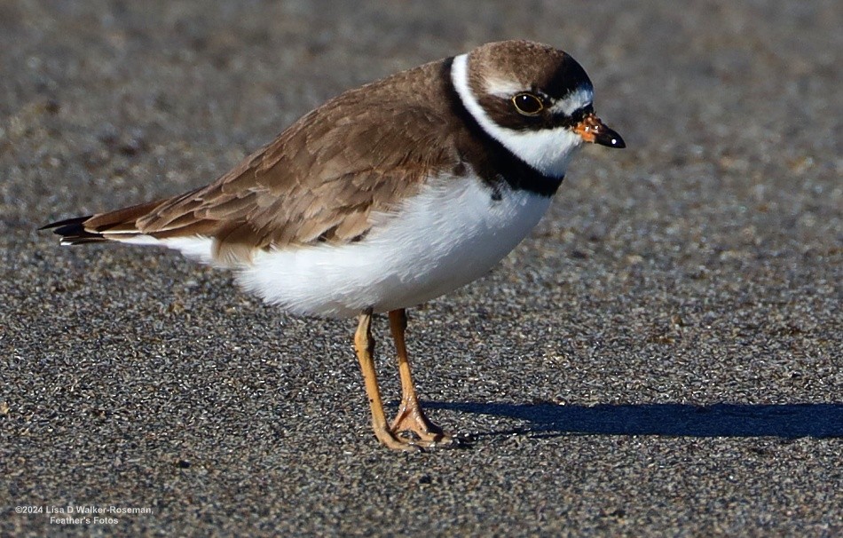 Semipalmated Plover - ML618292020