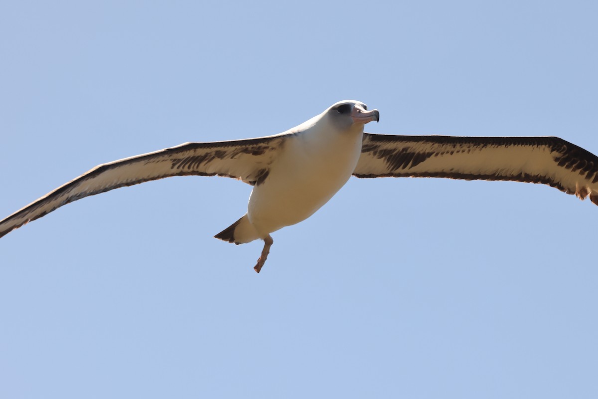 Laysan Albatross - ML618292024