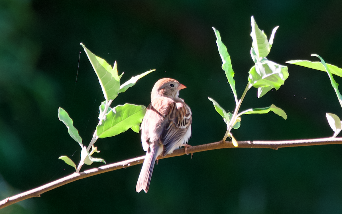 Field Sparrow - Heather Buttonow