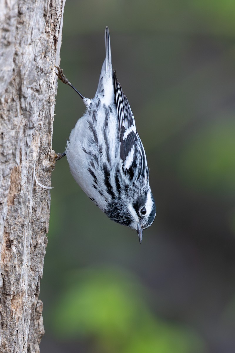 Black-and-white Warbler - ML618292029