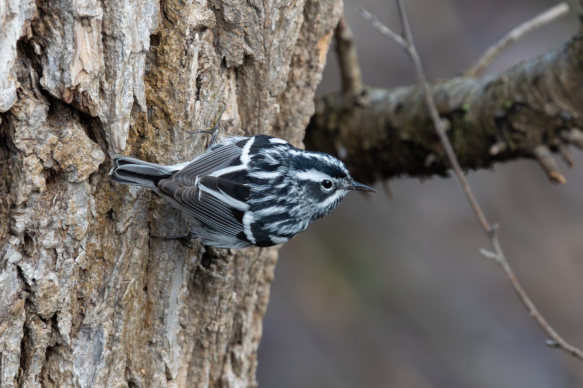 Black-and-white Warbler - ML618292030