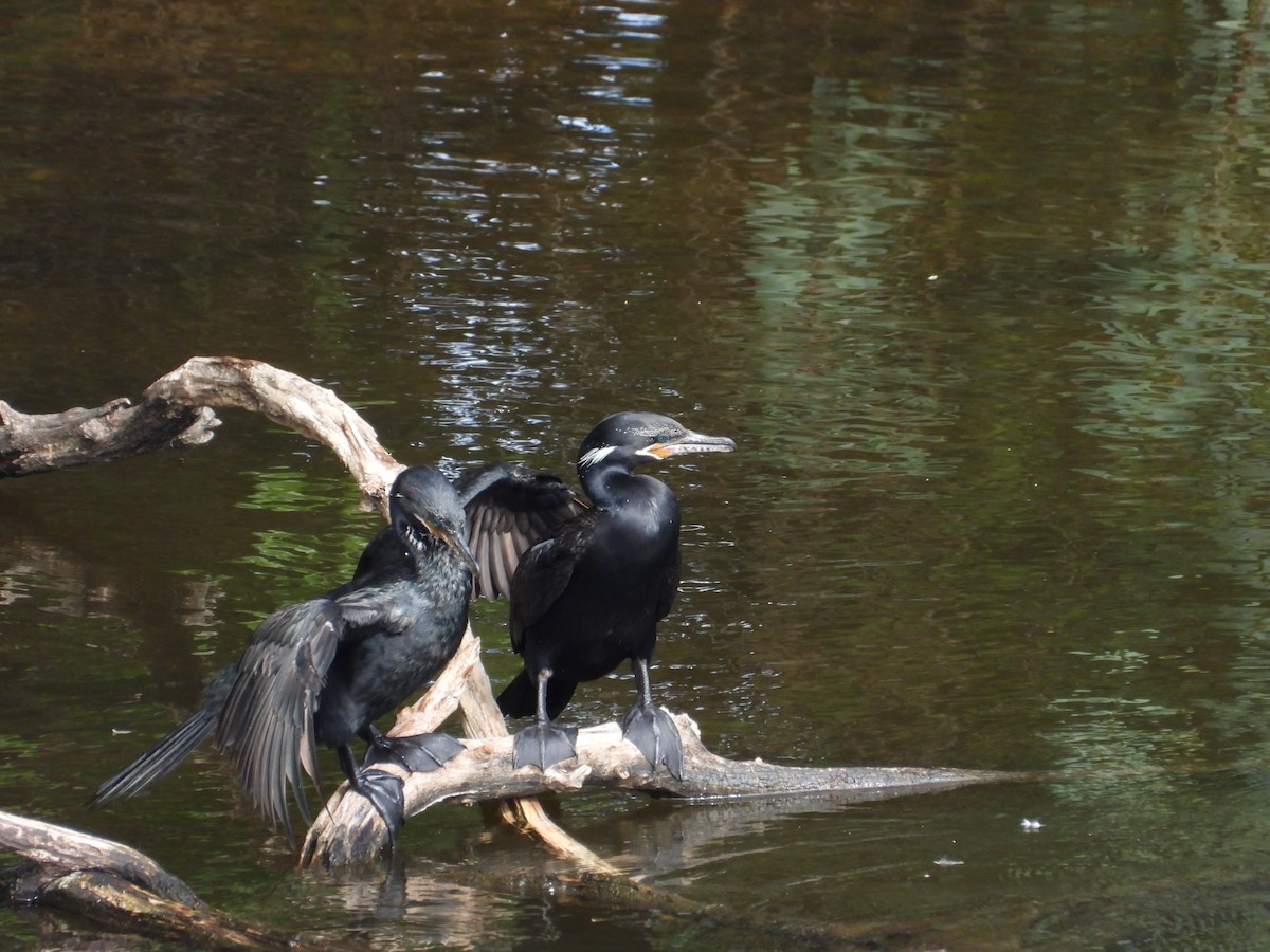 Neotropic Cormorant - Más Aves