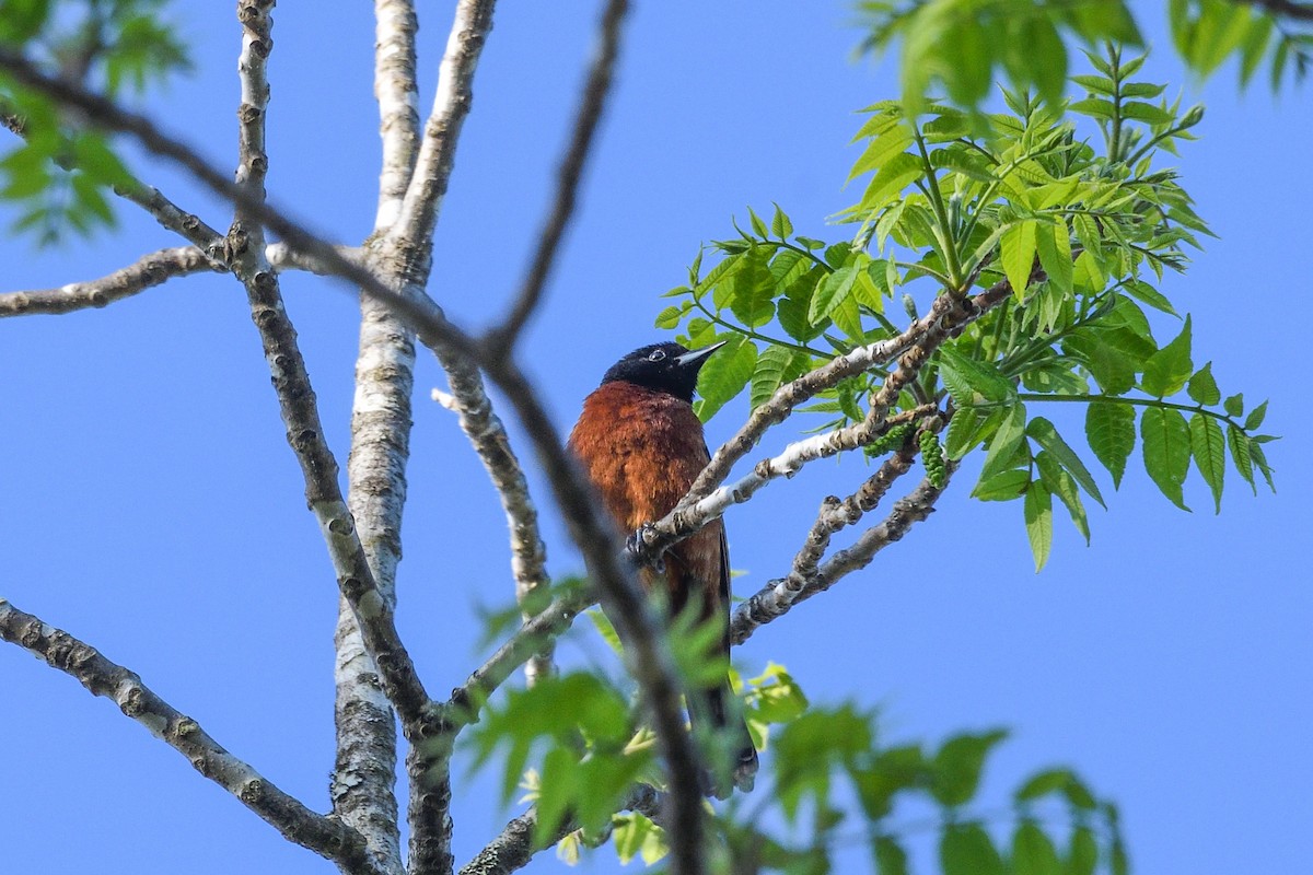 Orchard Oriole - ML618292040