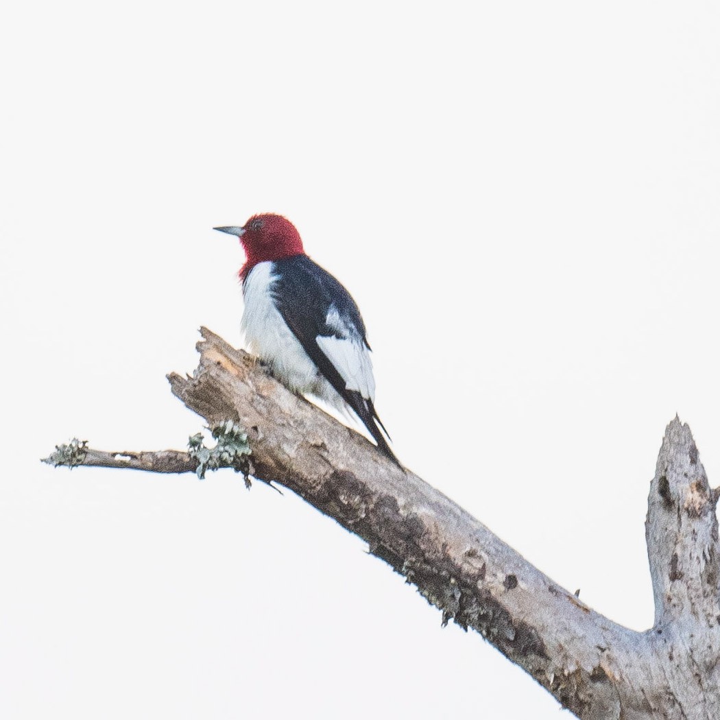 Red-headed Woodpecker - Liling Warren