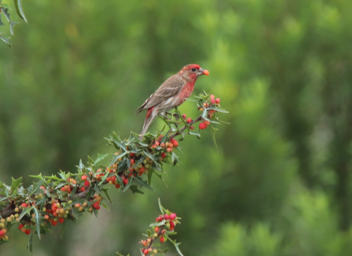 House Finch - Ruth King