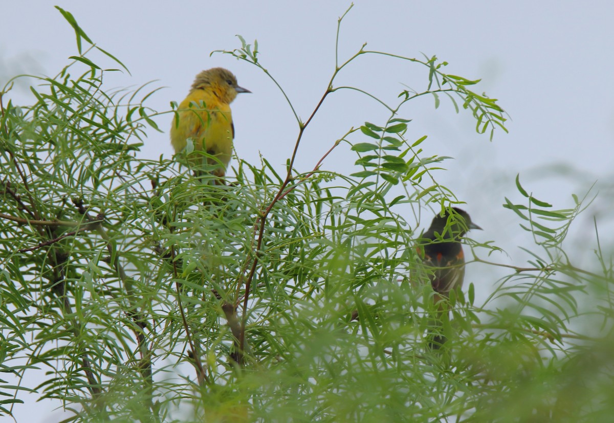 Orchard Oriole - ML618292136