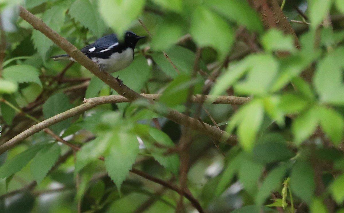 Black-throated Blue Warbler - ML618292144