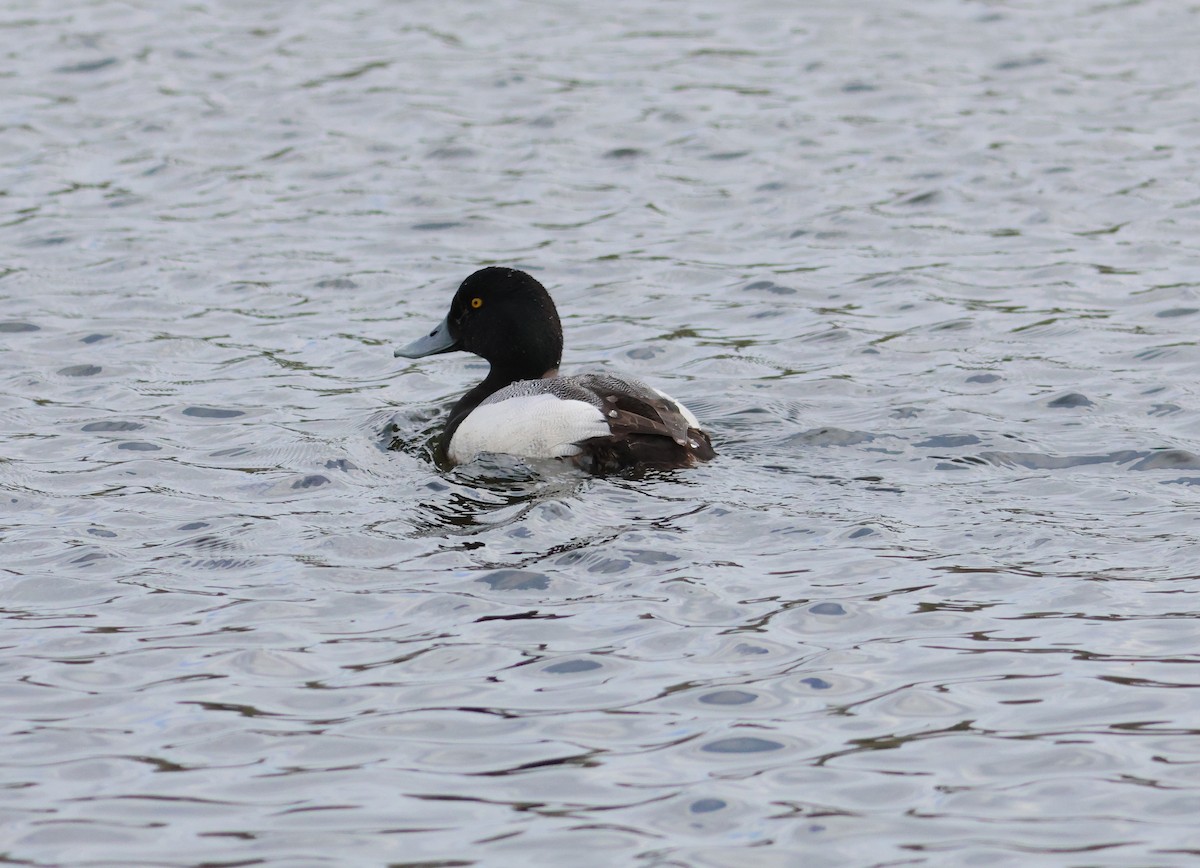 Greater Scaup - ML618292145
