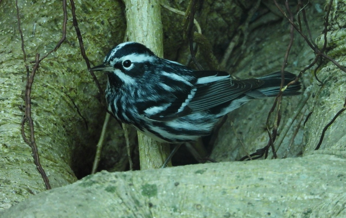 Black-and-white Warbler - ML618292191