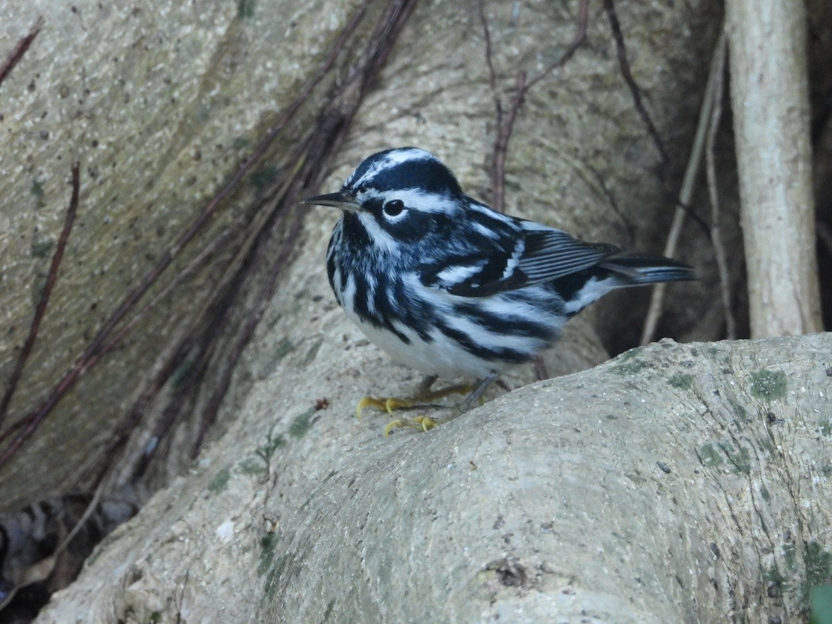 Black-and-white Warbler - ML618292193