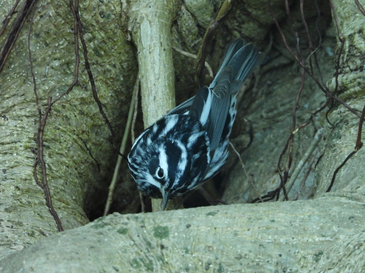 Black-and-white Warbler - Mark Penkower
